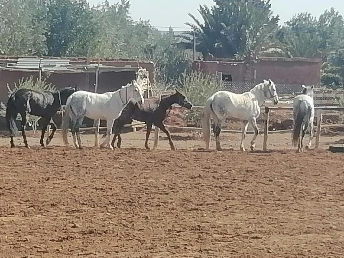 Dar Alfourssane Ferme d’hôte Ouarzazate Extérieur photo