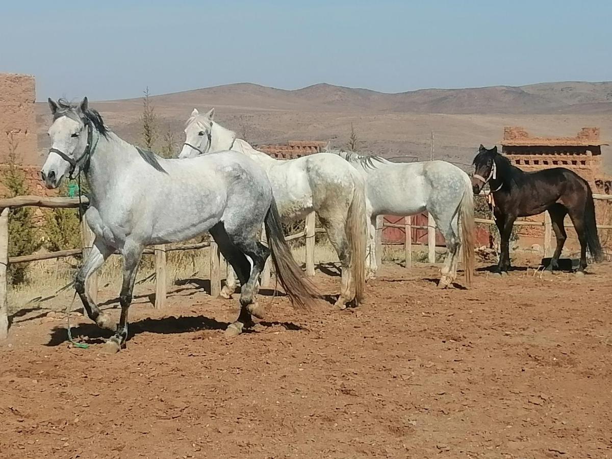 Dar Alfourssane Ferme d’hôte Ouarzazate Extérieur photo