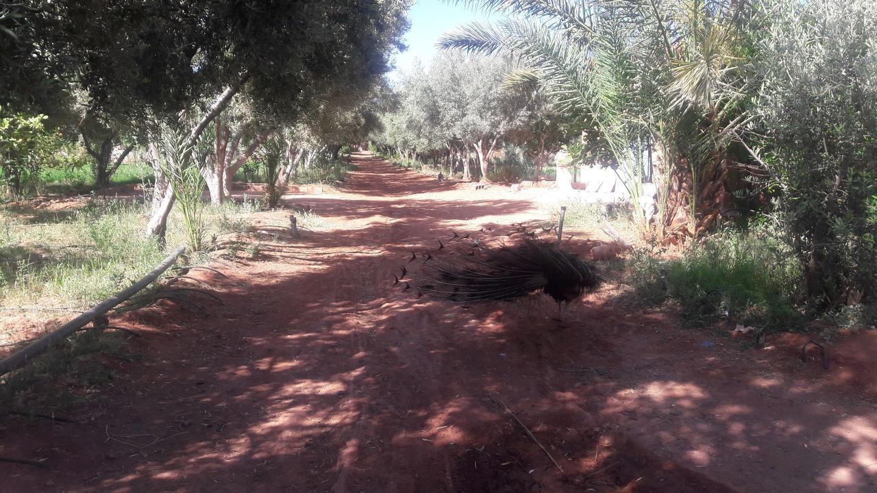 Dar Alfourssane Ferme d’hôte Ouarzazate Extérieur photo