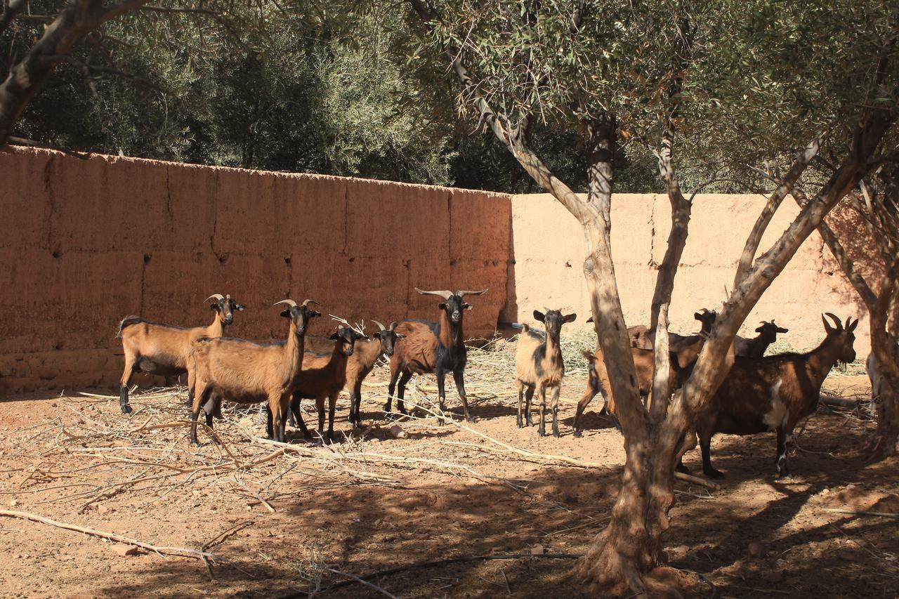 Dar Alfourssane Ferme d’hôte Ouarzazate Extérieur photo
