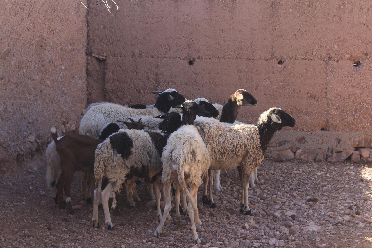 Dar Alfourssane Ferme d’hôte Ouarzazate Extérieur photo