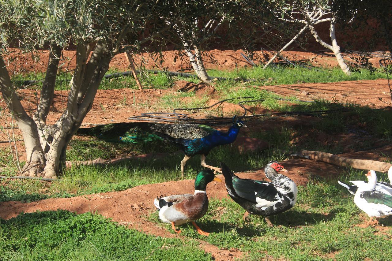 Dar Alfourssane Ferme d’hôte Ouarzazate Extérieur photo